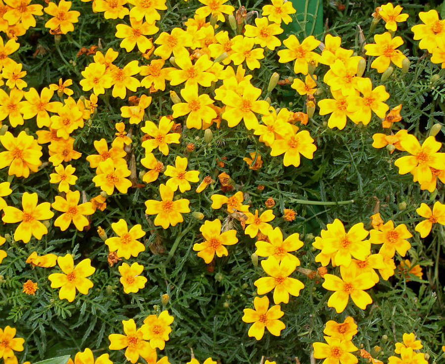 Изображение особи Tagetes tenuifolia.