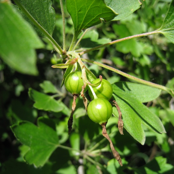 Image of Ribes aureum specimen.