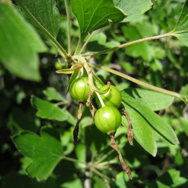 Image of Ribes aureum specimen.