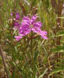 Lythrum virgatum. Верхушка растения с цветками и бутонами. Украина, Запорожская обл., Мелитопольский р-н, недалеко от пгт Мирное, Национальный историко-археологический заповедник \"Каменная Могила\". 06.08.2013.