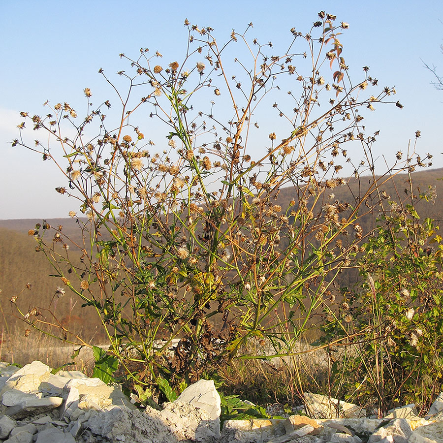 Изображение особи Senecio grandidentatus.