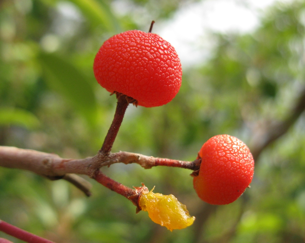 Image of Arbutus andrachne specimen.