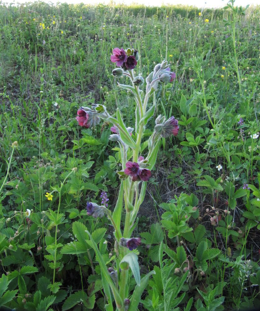 Изображение особи Cynoglossum officinale.