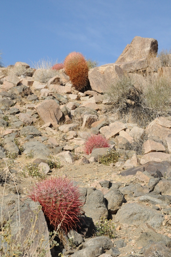 Image of Ferocactus cylindraceus specimen.