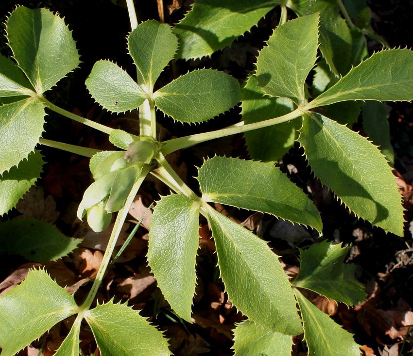Image of Helleborus argutifolius specimen.