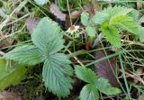 Fragaria chiloensis