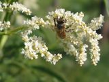 Image of taxon representative. Author is Тамара Риб
