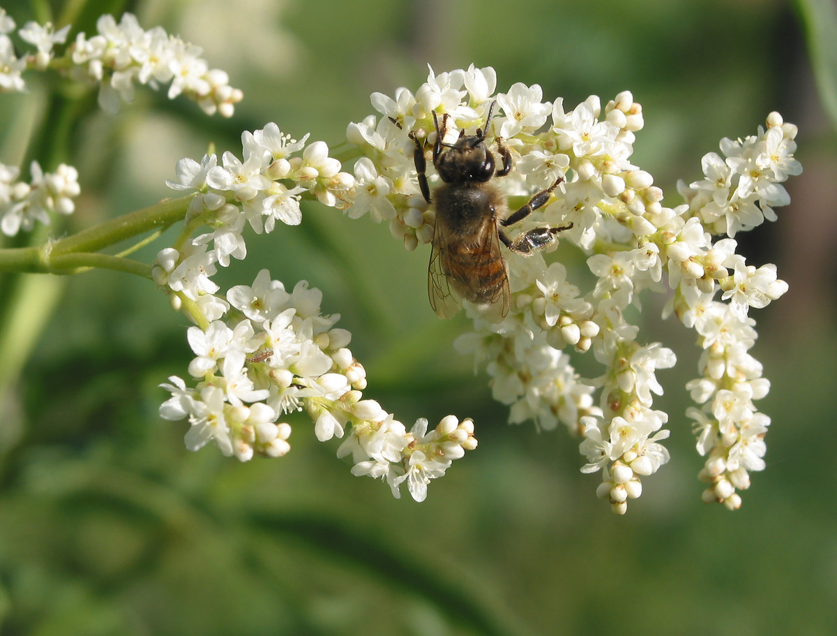Image of Aconogonon alpinum specimen.
