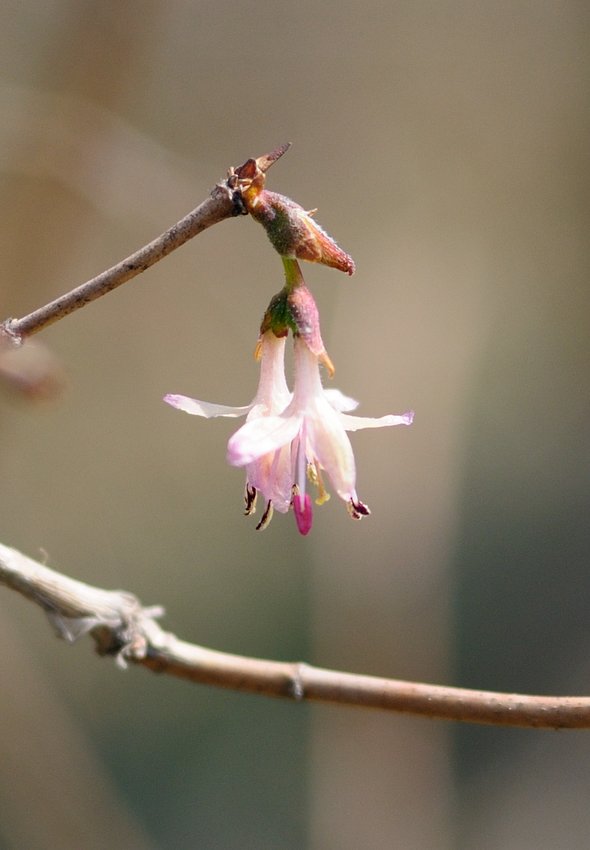 Изображение особи Lonicera praeflorens.