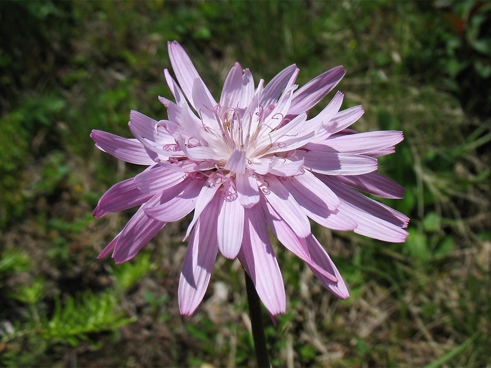 Image of Scorzonera rosea specimen.