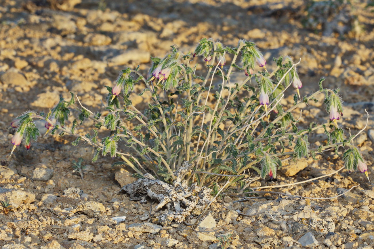 Изображение особи Onosma staminea.