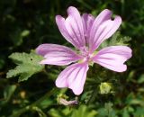 Malva sylvestris