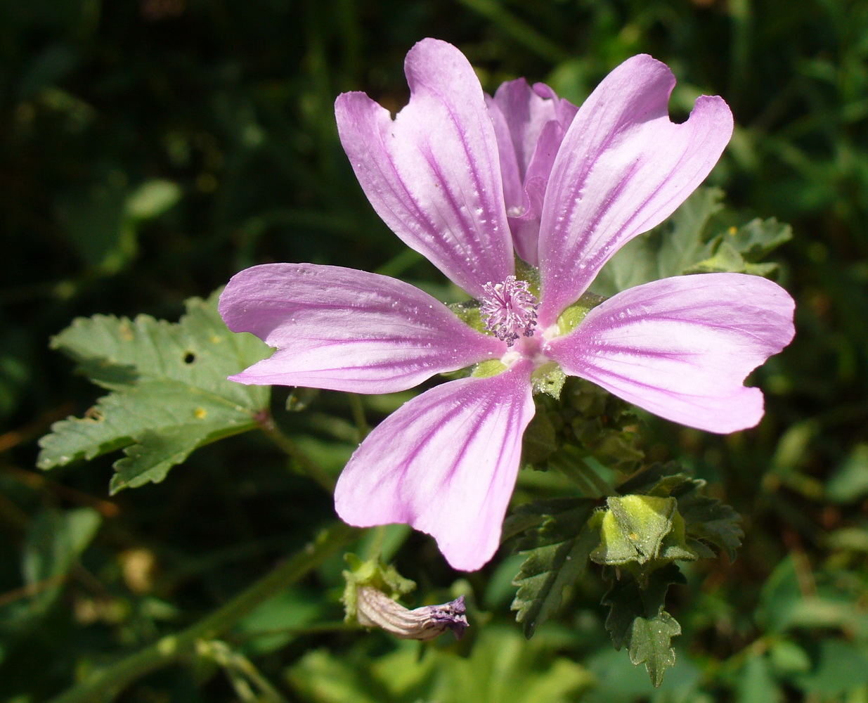 Image of Malva sylvestris specimen.