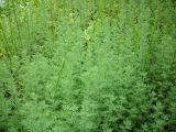 Artemisia pontica