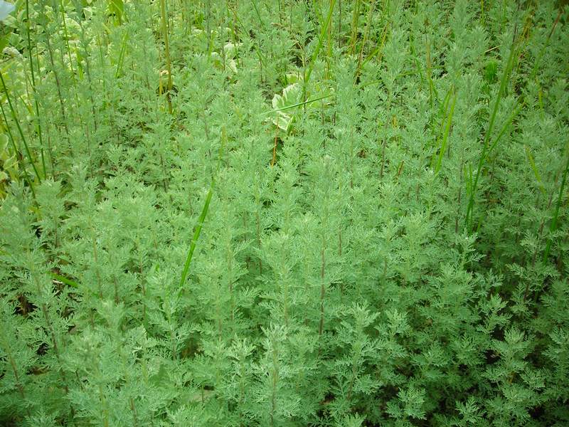 Изображение особи Artemisia pontica.