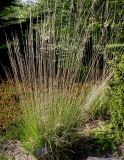 Molinia caerulea. Растение с прошлогодними осыпавшимися соплодиями ('Moorhexe'). Германия, г. Дюссельдорф, Ботанический сад университета. 04.05.2014.