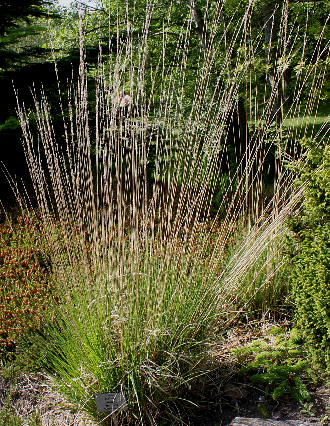 Image of Molinia caerulea specimen.