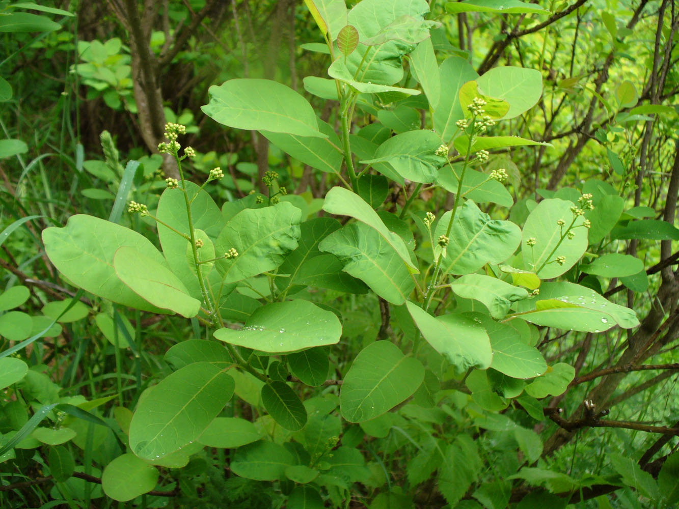 Image of Cotinus coggygria specimen.