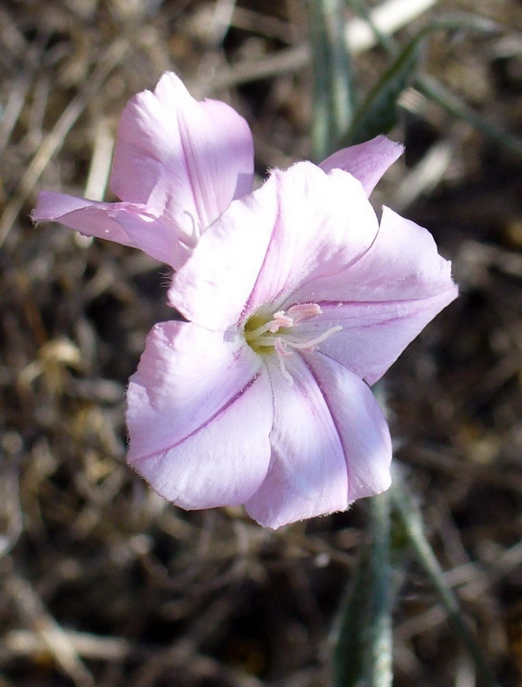 Изображение особи Convolvulus cantabrica.