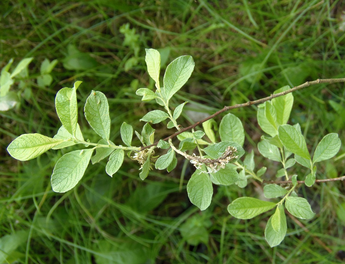 Изображение особи Salix aurita.