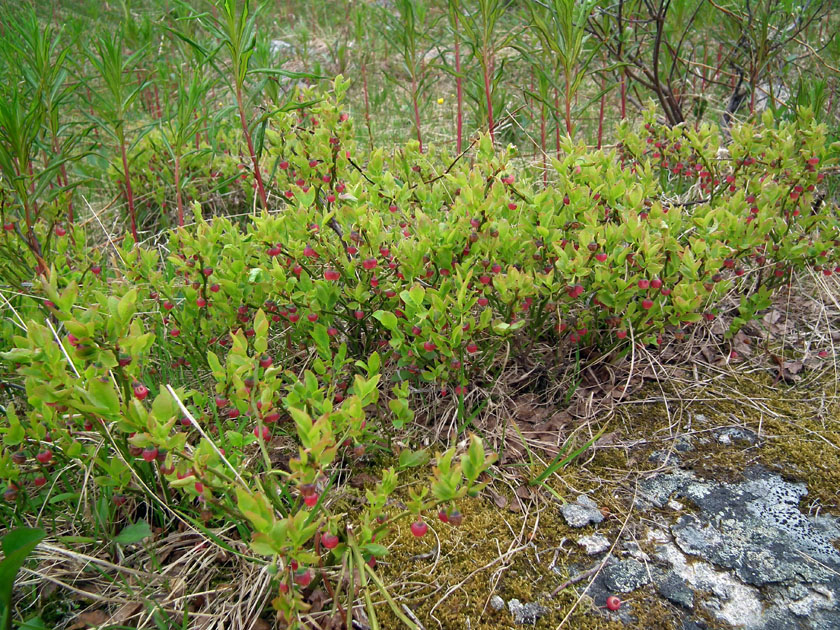 Изображение особи Vaccinium myrtillus.