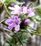 Thymus helendzhicus