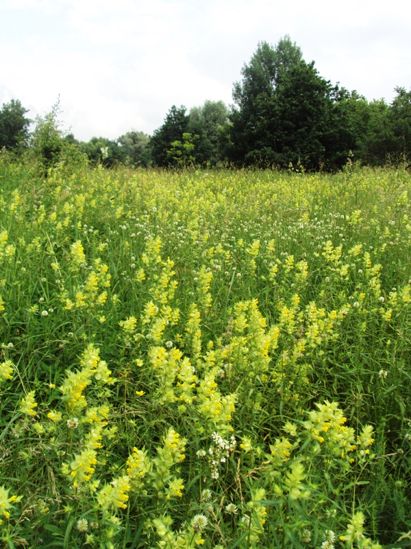 Изображение особи Rhinanthus vernalis.