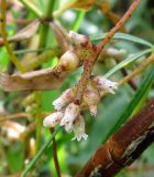 Cuscuta lupuliformis