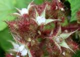 Rubus phoenicolasius. Часть соцветия. Германия, г. Дюссельдорф, Ботанический сад университета 03.06.2014.