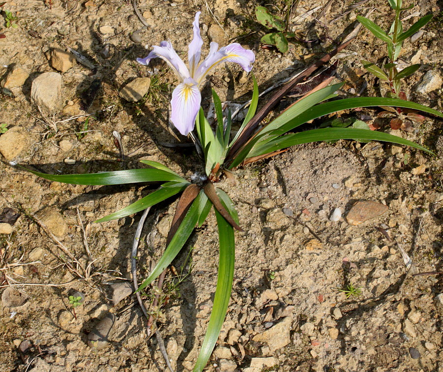 Изображение особи Iris douglasiana.