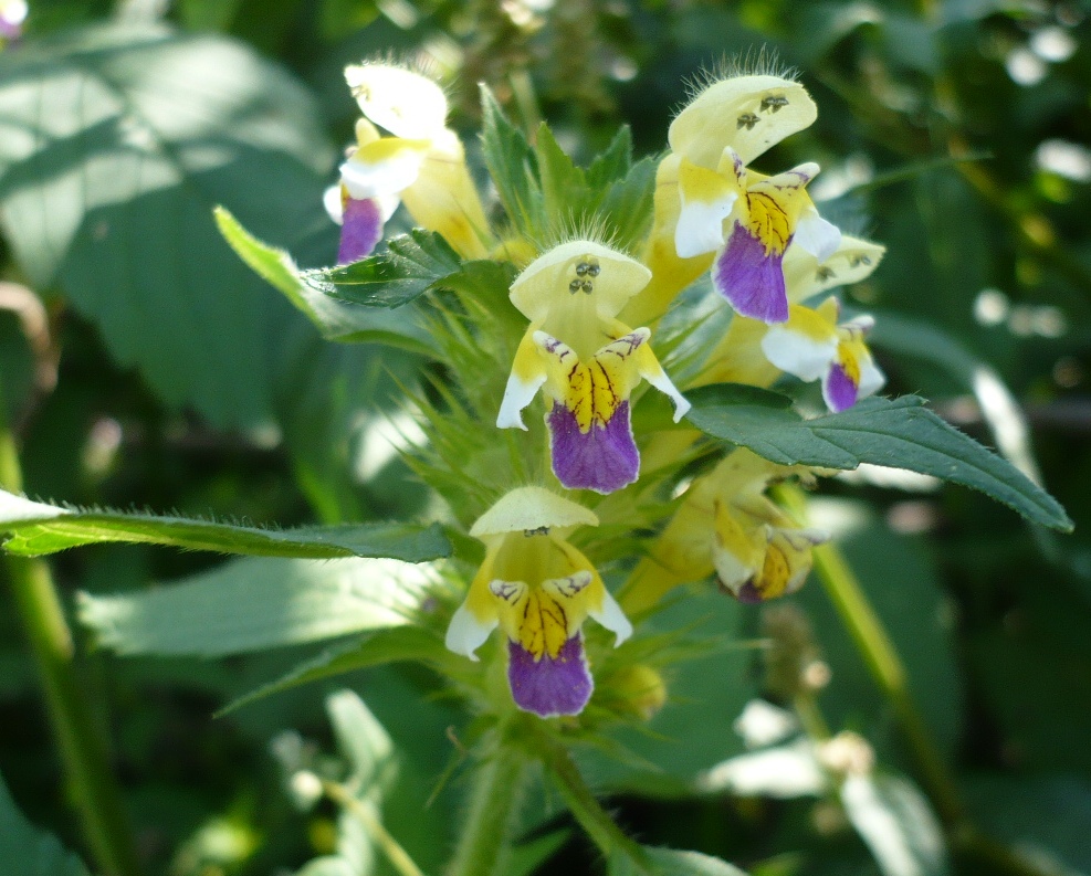 Изображение особи Galeopsis speciosa.