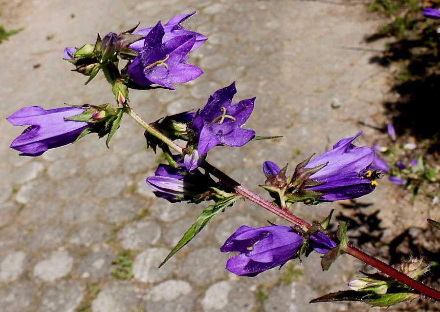 Image of Campanula trachelium specimen.
