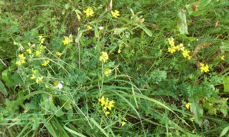 Изображение особи Lotus corniculatus.