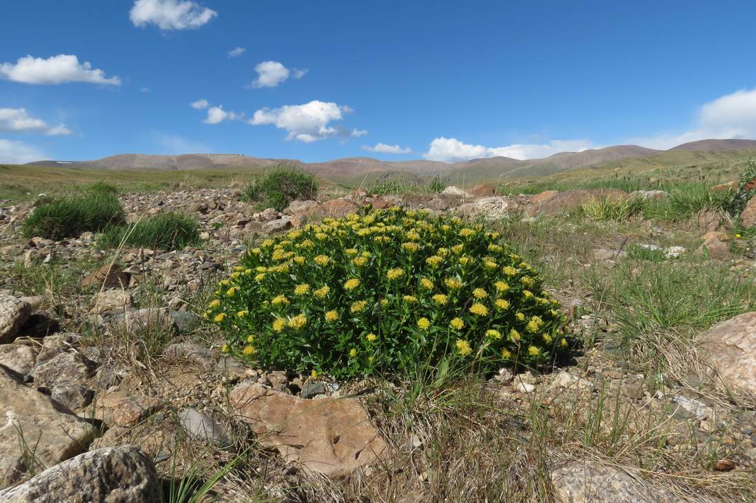 Изображение особи Rhodiola krylovii.