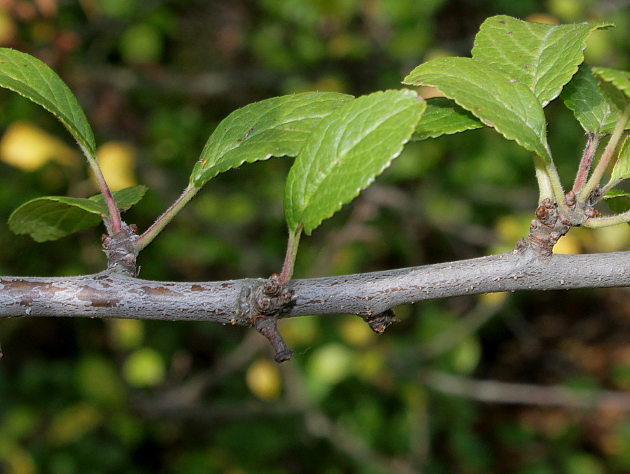 Изображение особи Prunus insititia var. juliana.