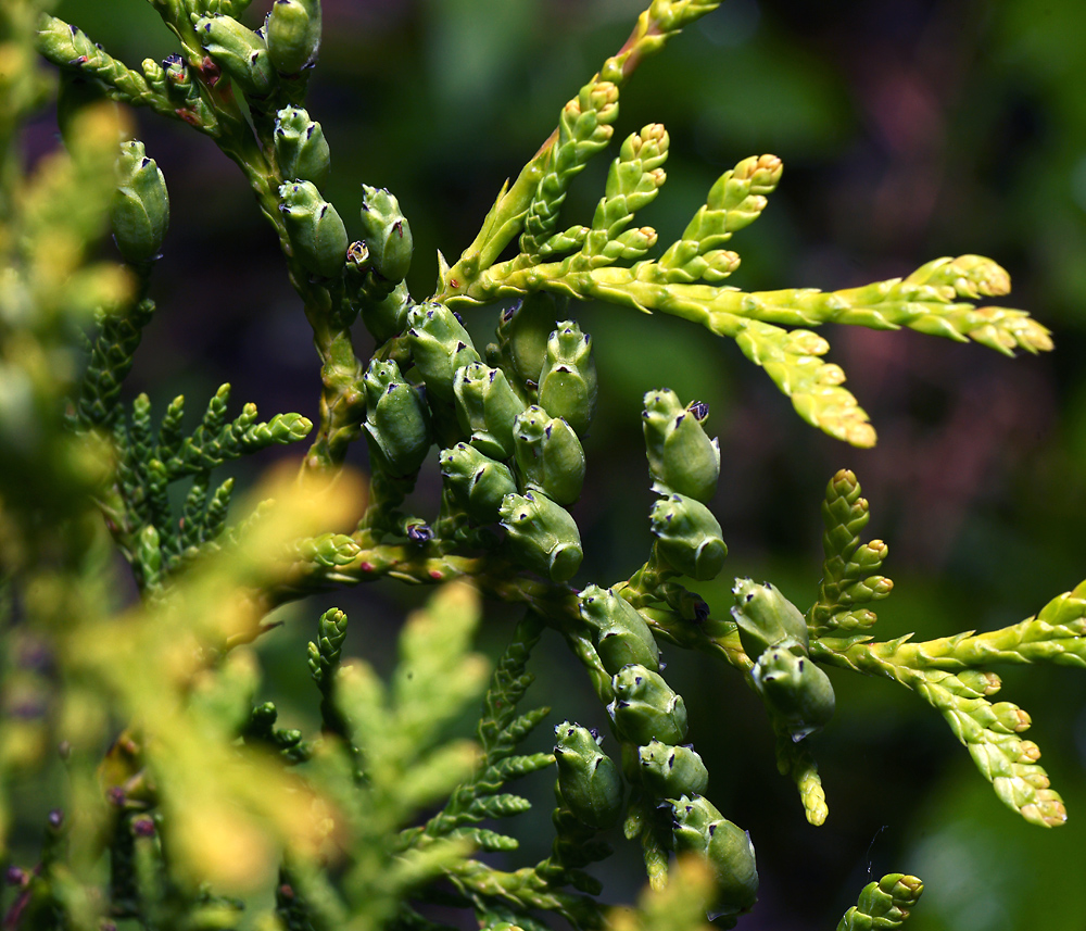 Изображение особи Thuja occidentalis.