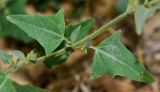 Atriplex davisii