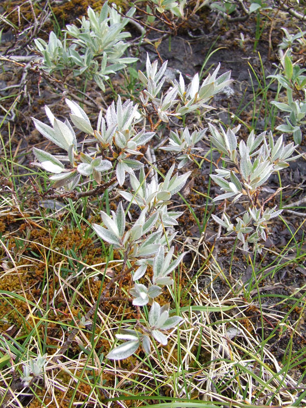 Изображение особи Salix lapponum.