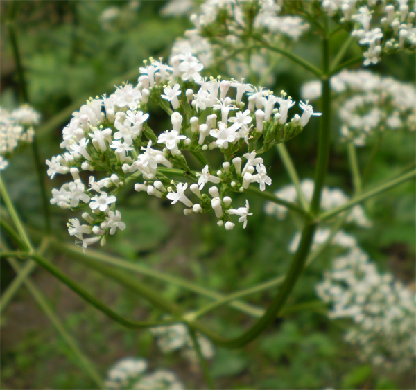 Изображение особи род Valeriana.