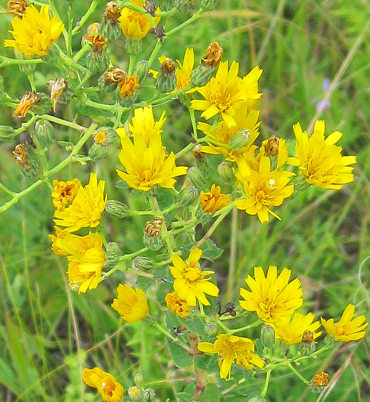Image of Hieracium virosum specimen.