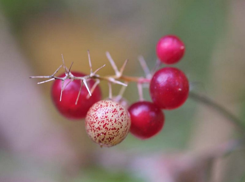 Image of Maianthemum dilatatum specimen.