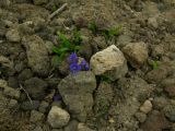 Veronica grandiflora. Цветущее растение. Камчатский край, Елизовский район, природный парк «Налычево», подножье вулкана Авачинская сопка, горная тундра, каменистый склон, 950 м н.у.м. Июль 2008 г.