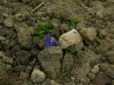 Veronica grandiflora