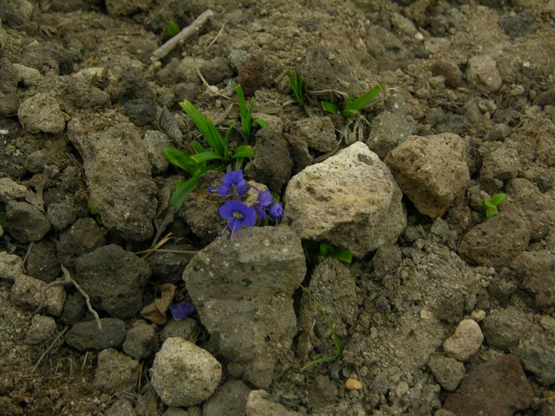 Image of Veronica grandiflora specimen.