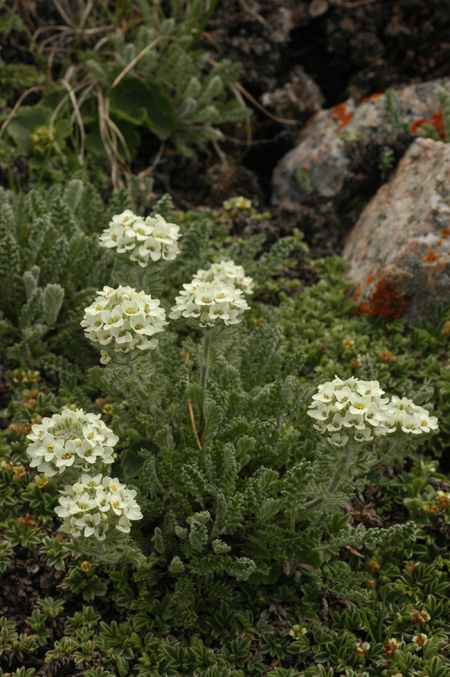 Изображение особи Smelowskia calycina.