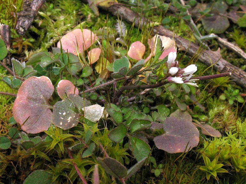 Изображение особи Cardamine hirsuta.