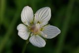 Parnassia palustris