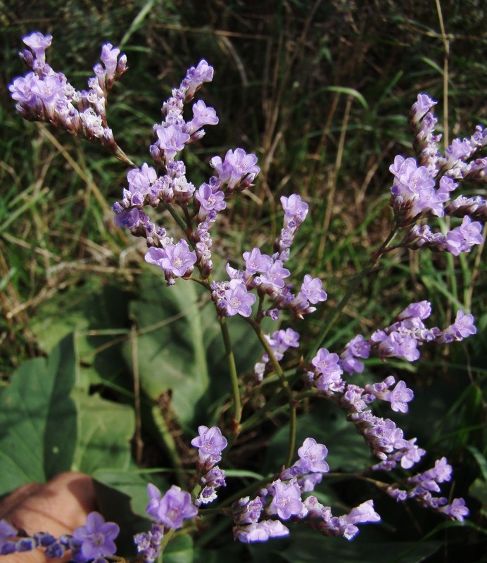 Изображение особи Limonium scoparium.