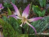 Erythronium sibiricum. Цветок. Великобритания, Шотландия, Эдинбург, Royal Botanic Garden Edinburgh. 4 апреля 2008 г.