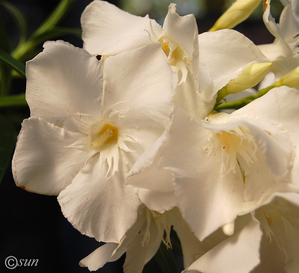 Image of Nerium oleander specimen.